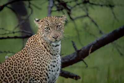 Close-up of a cat looking away