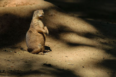 Prairie dog sitting on sand