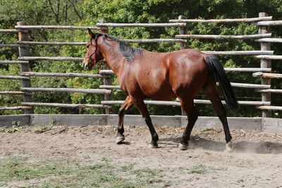 Horse standing in ranch