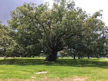 Trees on grassy field