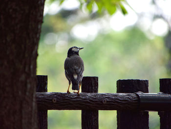 Bird perching on wooden post