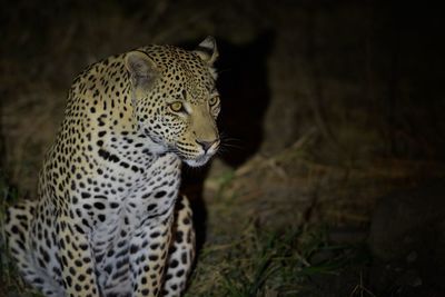 Close-up of a cat looking away