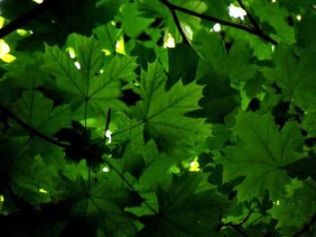 Close-up of green leaves at night