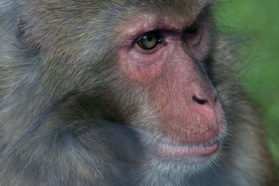 Close-up of macaque