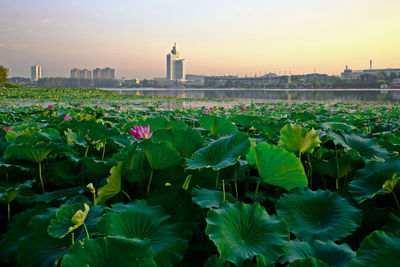 Plants growing in city against sky during sunset