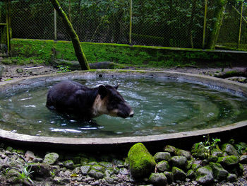 Horse in a lake