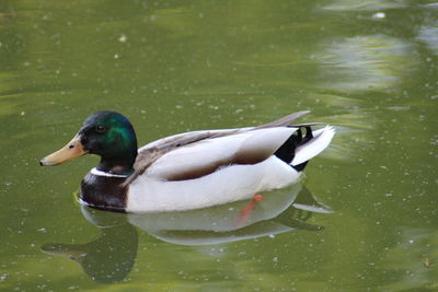 Close-up of mallard duck swimming in lake