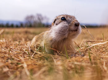 Gopher on the lawn. close-up. portrait of an animal.