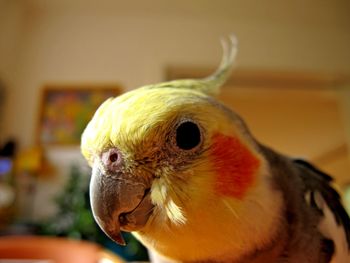 Close-up of parrot