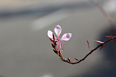 Close-up of pink flowers on twig