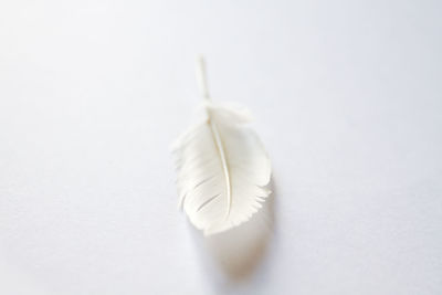 Close-up of feather against white background