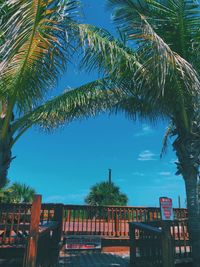 Palm trees against blue sky