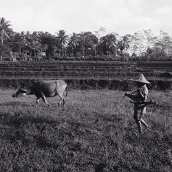 View of horse on field