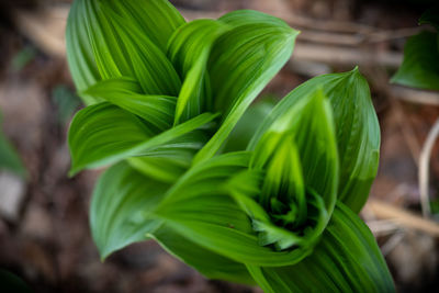 Close-up of green leaves on plant