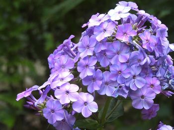 Close-up of purple flowering plant