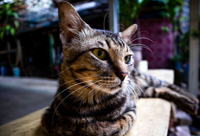 Close-up of a cat looking away