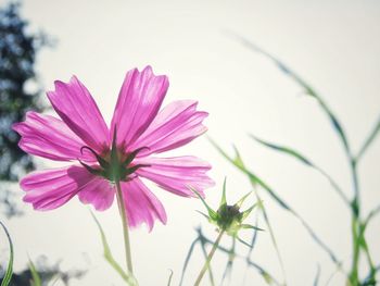 Close-up of pink cosmos flower blooming against sky