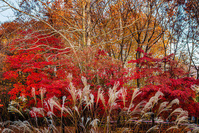 Red flowering trees in forest during autumn