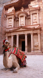 View of petra with a kneeling camel in the foreground