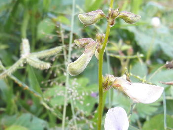 Close-up of flower buds