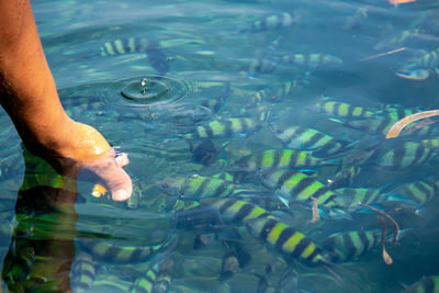 Low section of man swimming in sea