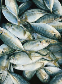 Full frame shot of fish for sale in market