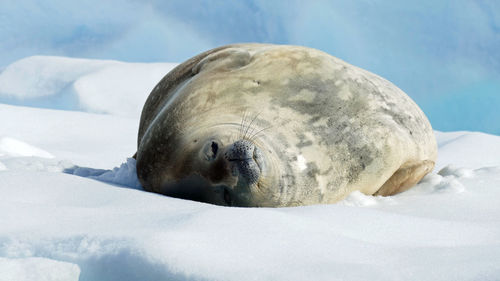 Weddell seal sleeping on ice