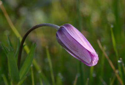 Close-up of wet purple crocus flower