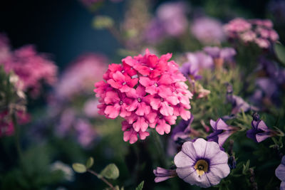 Close-up of pink flowers blooming outdoors