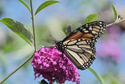 Monarch butterfly
