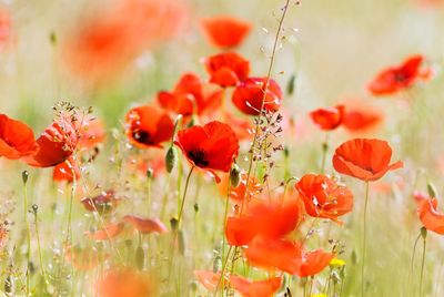 Close-up of red poppy flowers