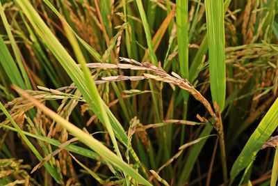 Close-up of crop growing on field