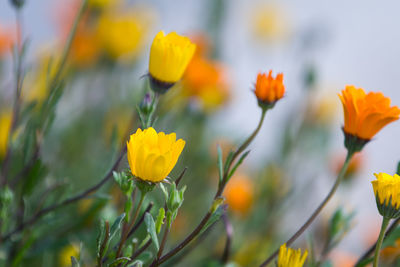 Close-up of yellow flowers blooming outdoors