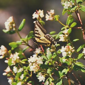 Close-up of butterfly pollinating on flower