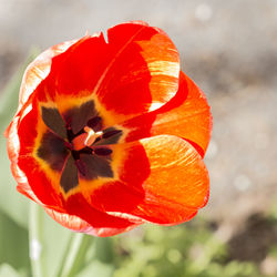 Close-up of orange flower blooming outdoors