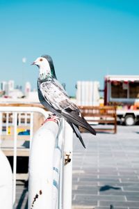 Seagull perching on railing