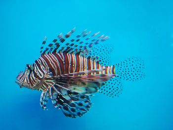 Swimming lionfish on the blue background