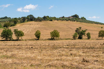 Scenic view of field against sky