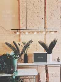 Potted plants on wall