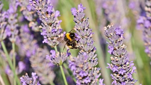 Close-up of bee pollinating on lavender