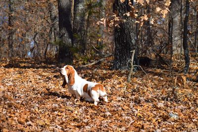 Basset hound adventures