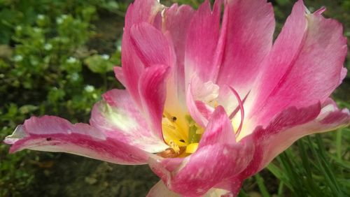 Close-up of pink flower