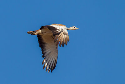 Low angle view of eagle flying against clear blue sky