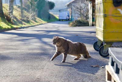 View of cat on street