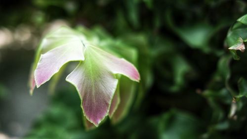 Close-up of flowering plant