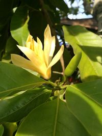 Close-up of flower blooming outdoors