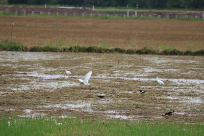 View of birds flying over water
