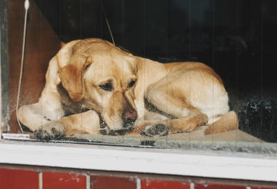 View of a dog sleeping