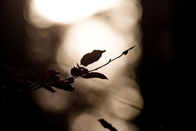 Close-up of silhouette plant at night