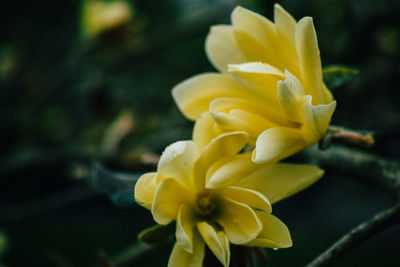 Close-up of yellow flower